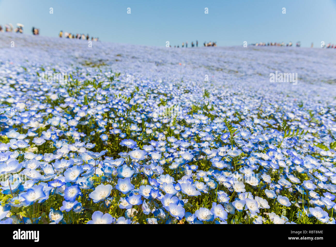 Fiori Nemophila presso Hitachi Seaside Park, Giappone (Baby occhi blu) Foto Stock