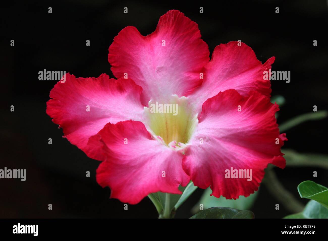 Flor rosa-do-Deserto Vermelha. Foto Stock