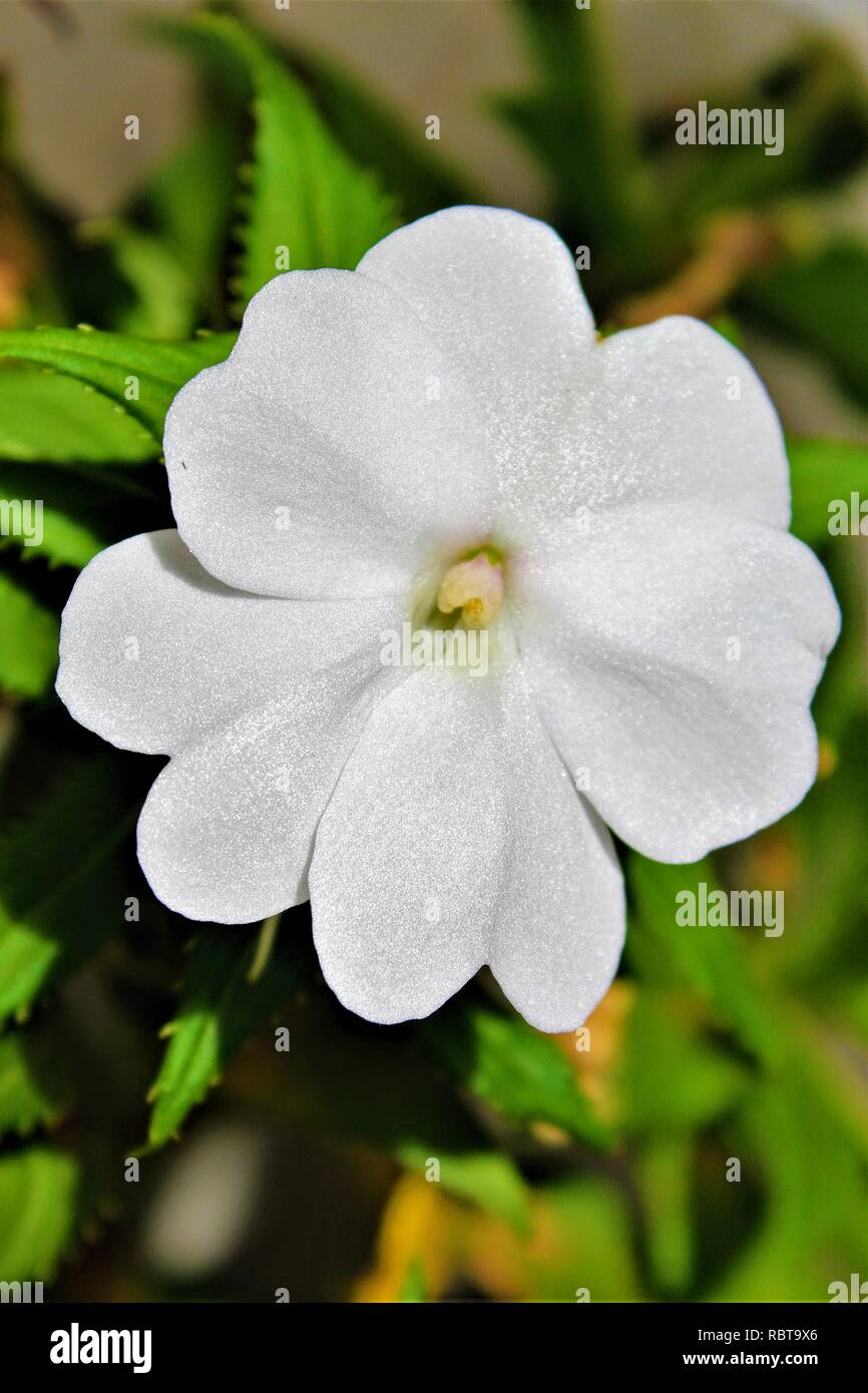 Flor SunPatiens Branca para Jardins. Foto Stock