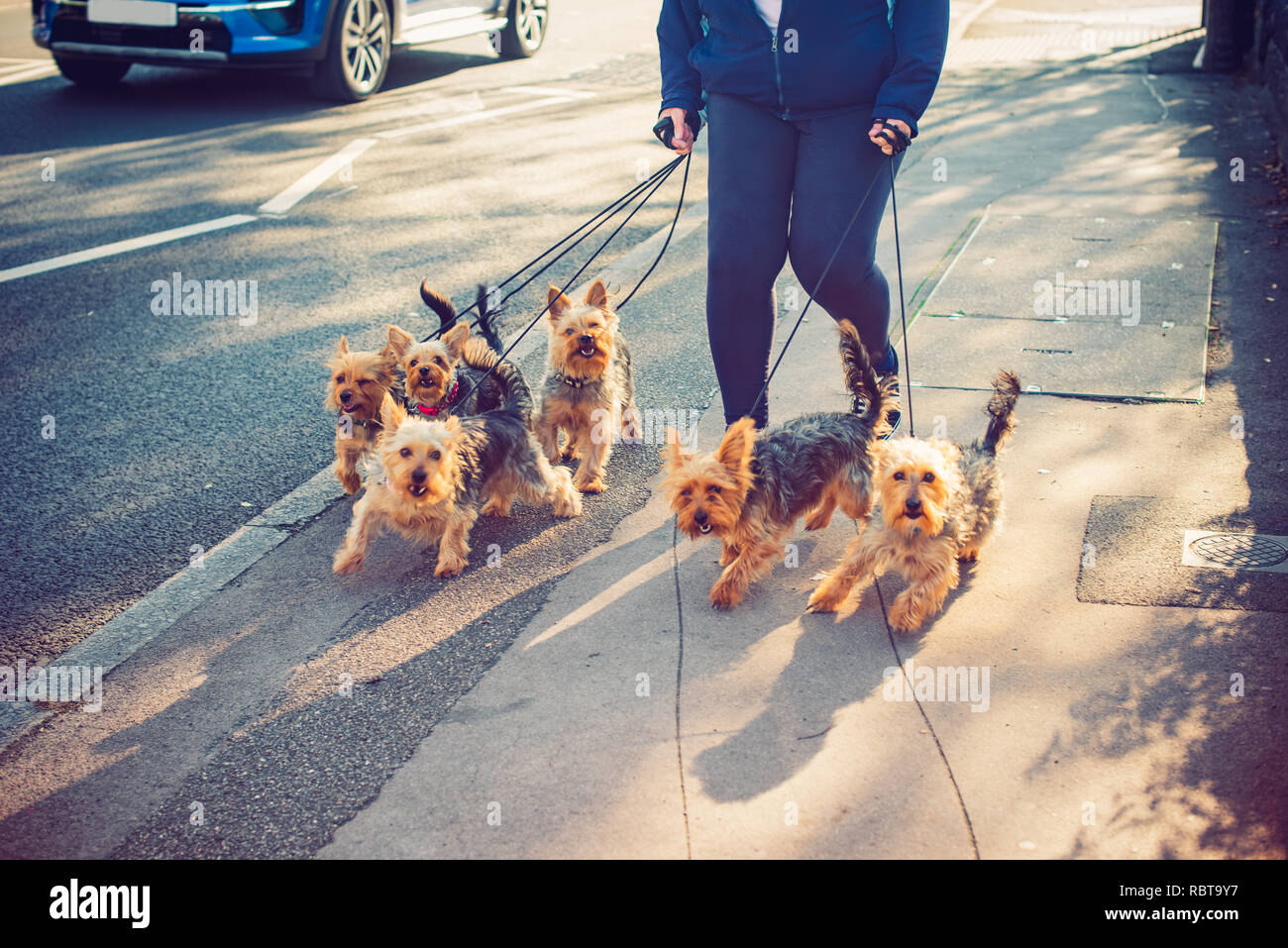 Tagliate a piedi donna yorkie, Yorkshire Terrier cani sulla strada della citta'. I cani in movimento. Lavoro part-time. Messa a fuoco selettiva. spazio copia Foto Stock