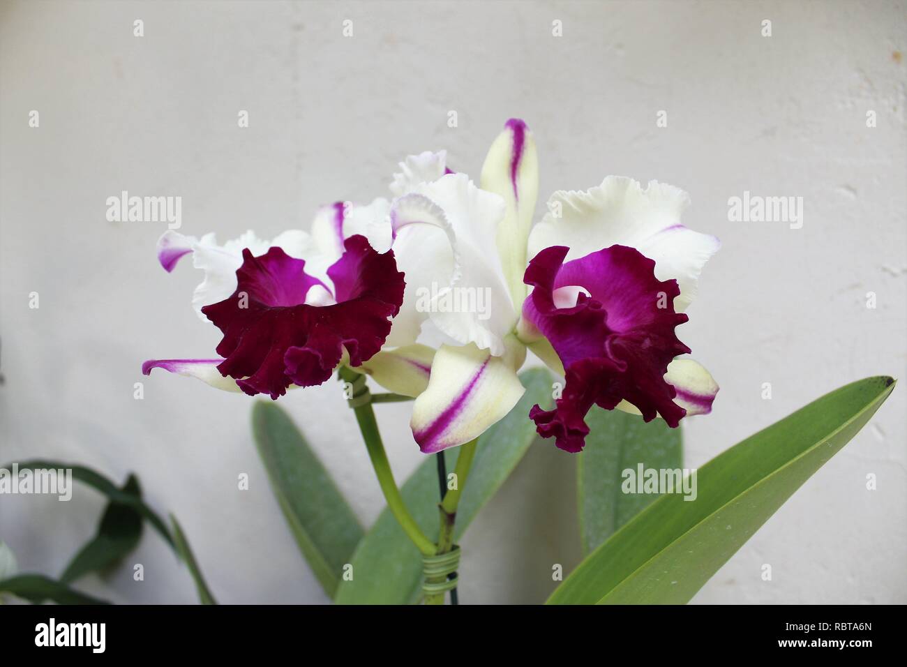 Flor Orquídeas Catlleya Branca co Roxa. Foto Stock
