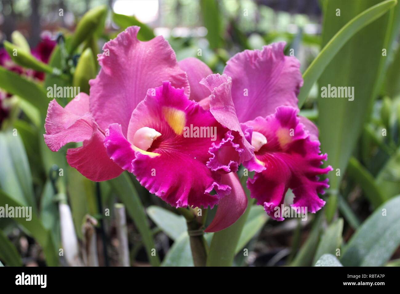 Flor Orquídeas Cattleyas Roxas. Foto Stock