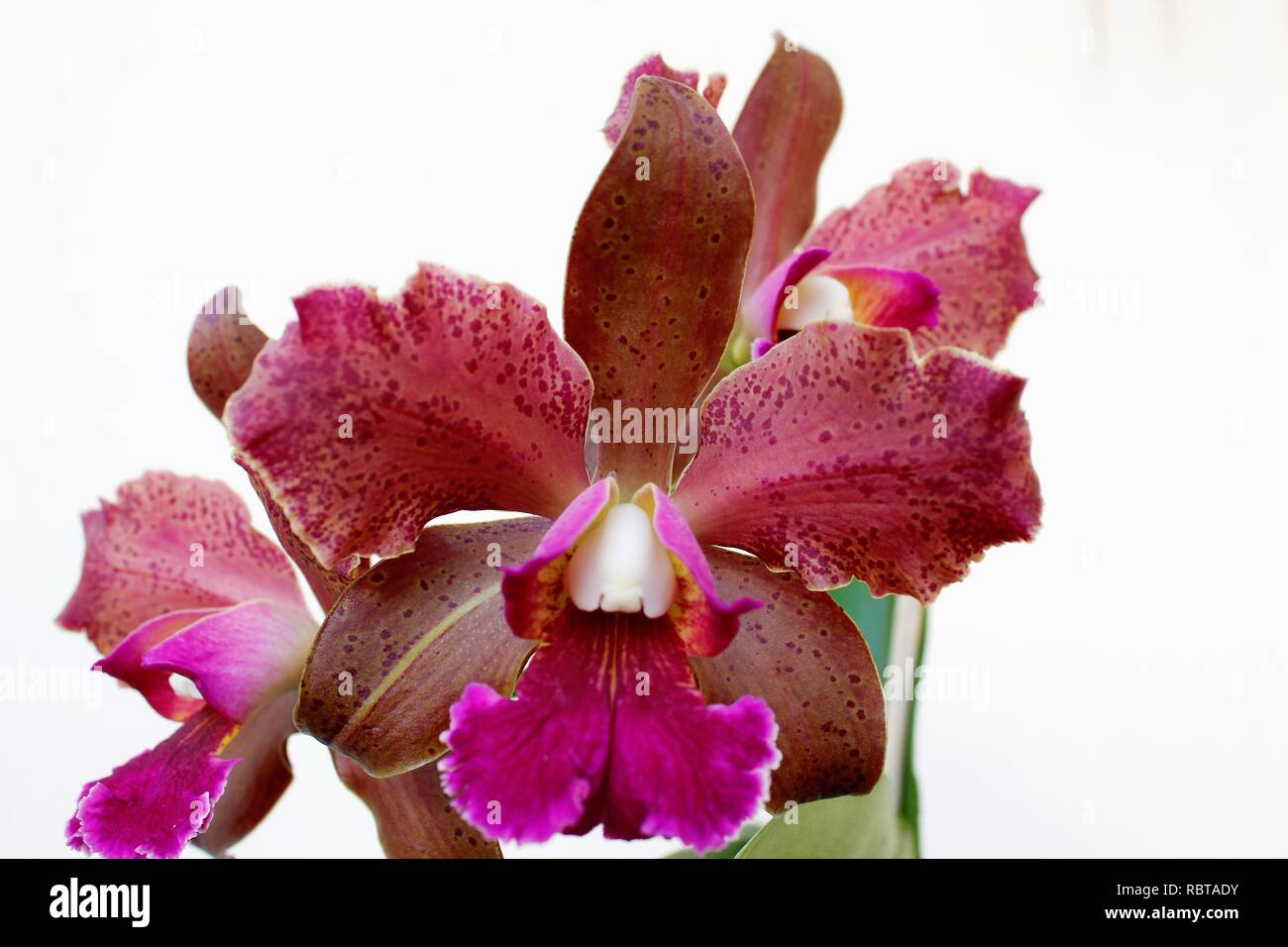 Flor Orquídeas Cattleya Tatarown para jardins e Orquidários. Foto Stock