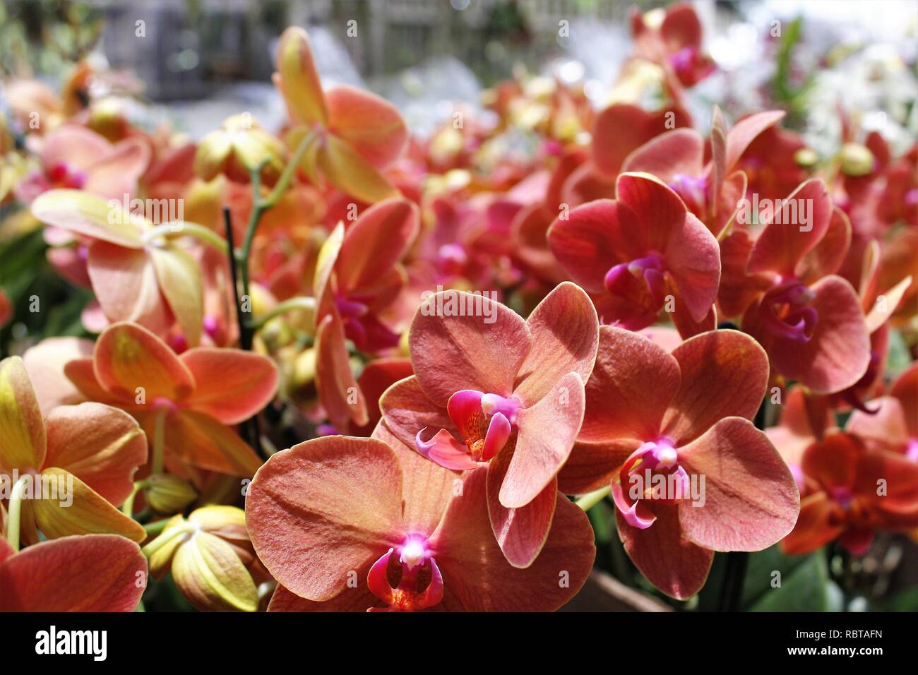 Flor Orquídeas Phalaenopsis Laranja de Jardins. Foto Stock