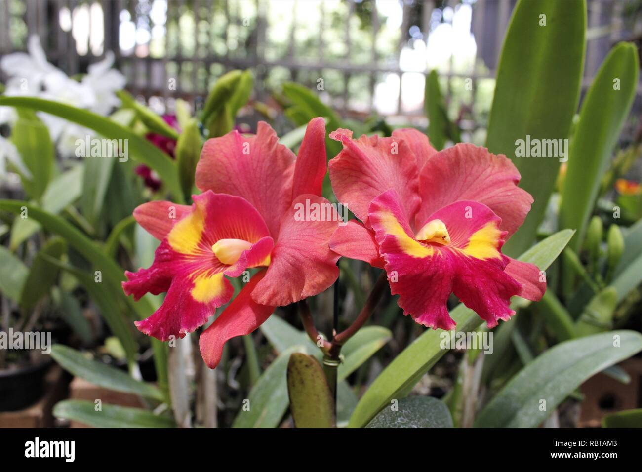 Flor Orquídeas Cattleyas Roxas. Foto Stock