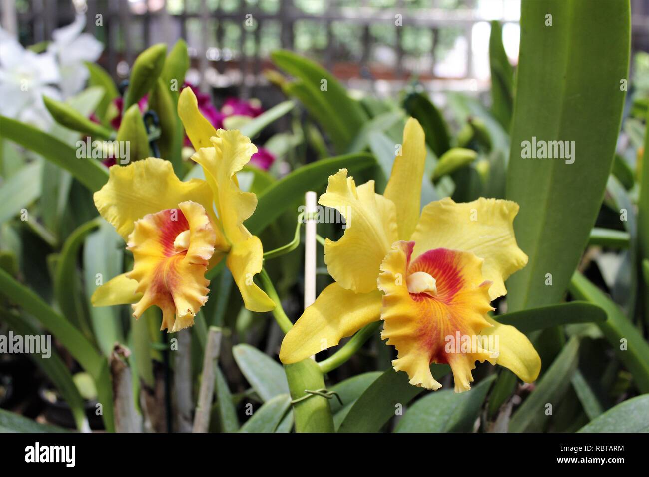 Flor Orquídeas Cattleya Amarela para Jardins. Foto Stock