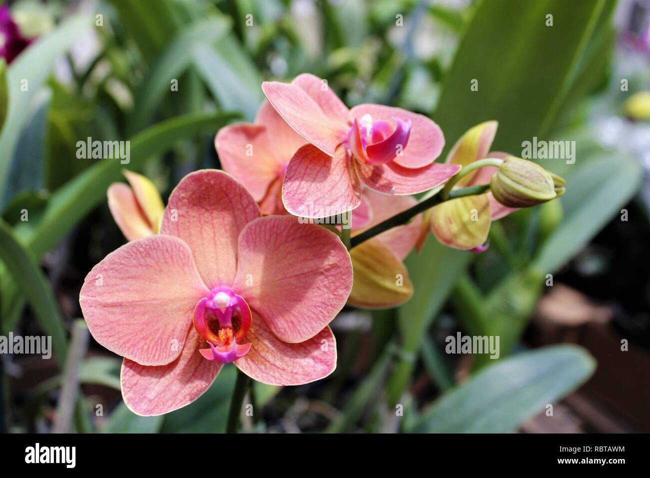 Flor Orquídeas Phalaenopsis Laranja de Jardins. Foto Stock