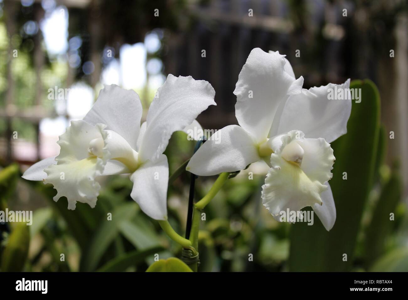 Flor Orquídeas Cattleya Branca de Jardins e Orquidários. Foto Stock