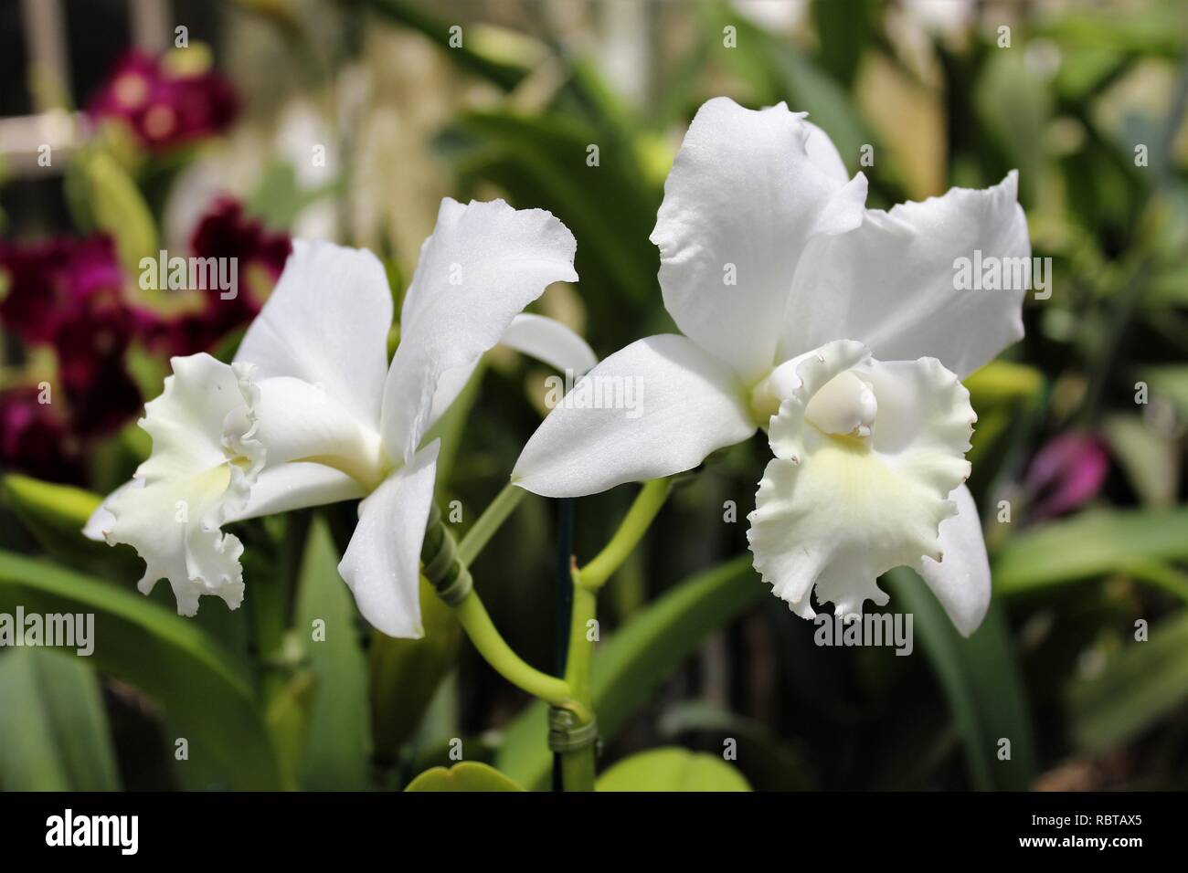 Flor Orquídeas Cattleya Branca de Jardins e Orquidários. Foto Stock