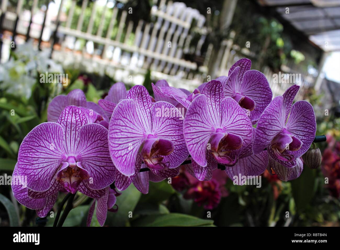 Orqúideas Flor Phalaenopsis. Foto Stock