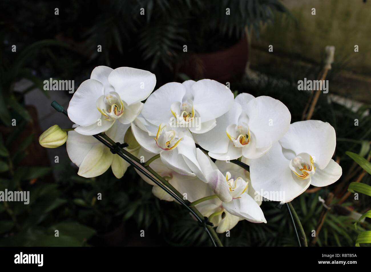 Flor Orquídeas Phalaenopsis Branca. Foto Stock