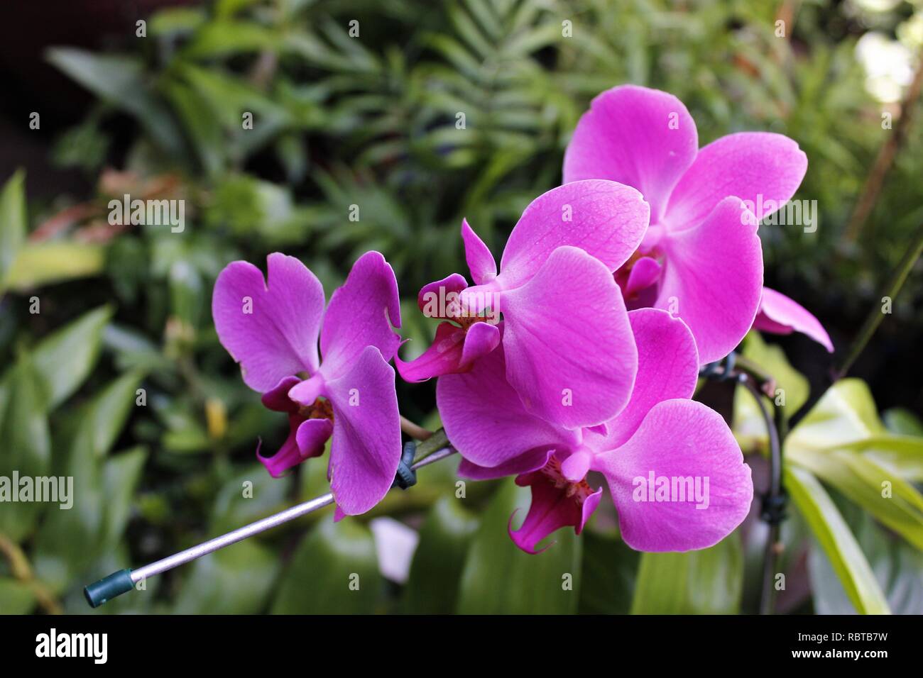 Orquídeas Phalaenopsis rosa para Jardins e Orquidários. Foto Stock