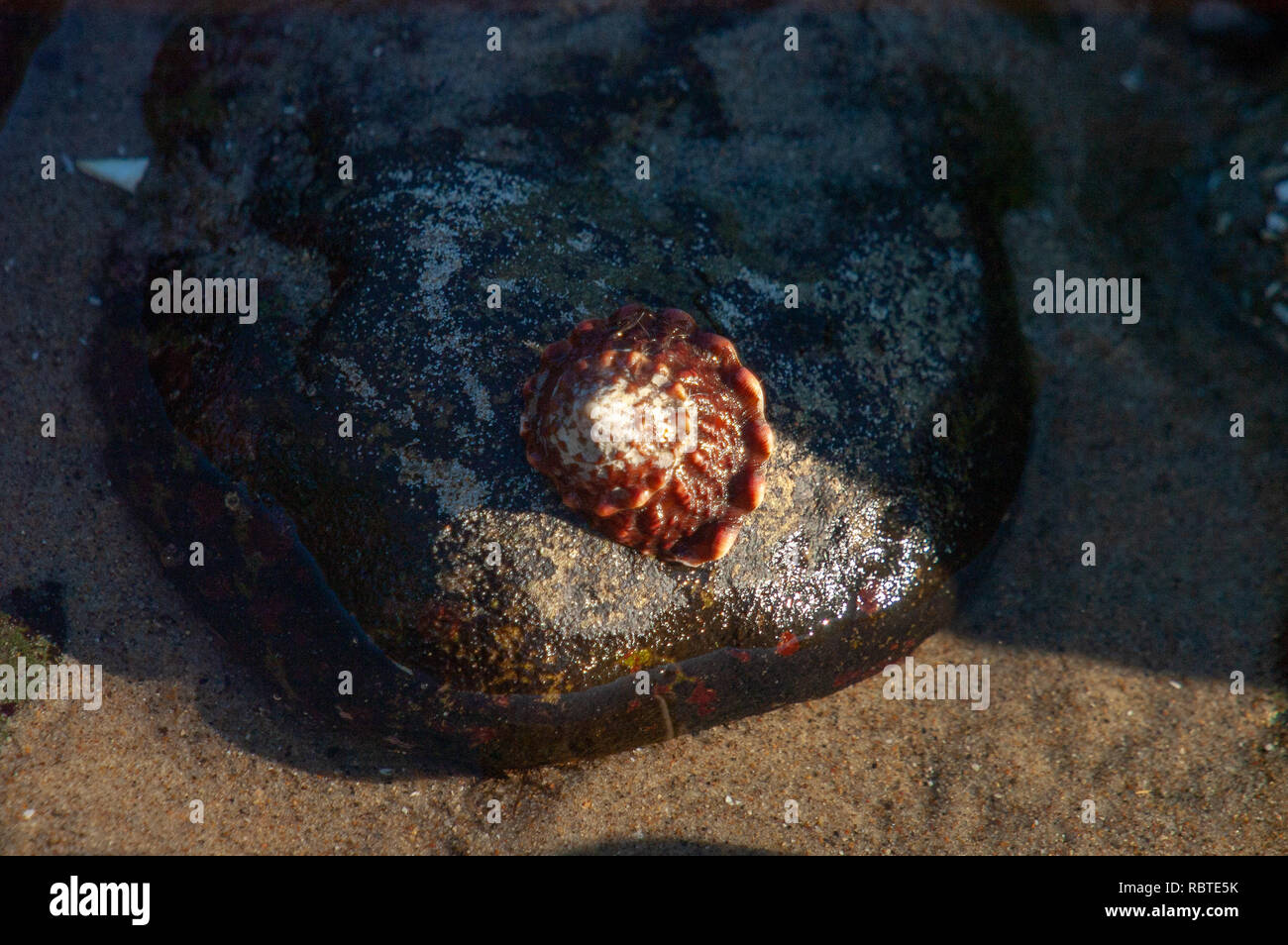 Guscio di colore rosso Foto Stock