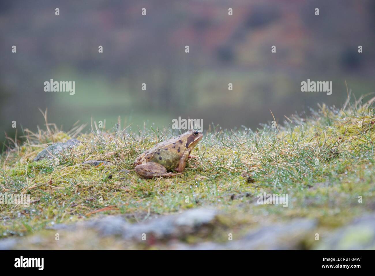 Piccola rana o toad in erba bagnata sulla sommità di una roccia e con una valle montuosa in background Foto Stock