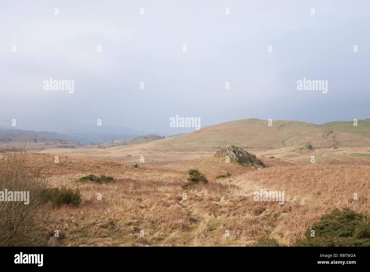 La brughiera di laminazione nel Lake District inglese (Cumbria), tipico del nord Inghilterra e Scozia. Marrone e porpora tonalità di secco invernale erica e Foto Stock