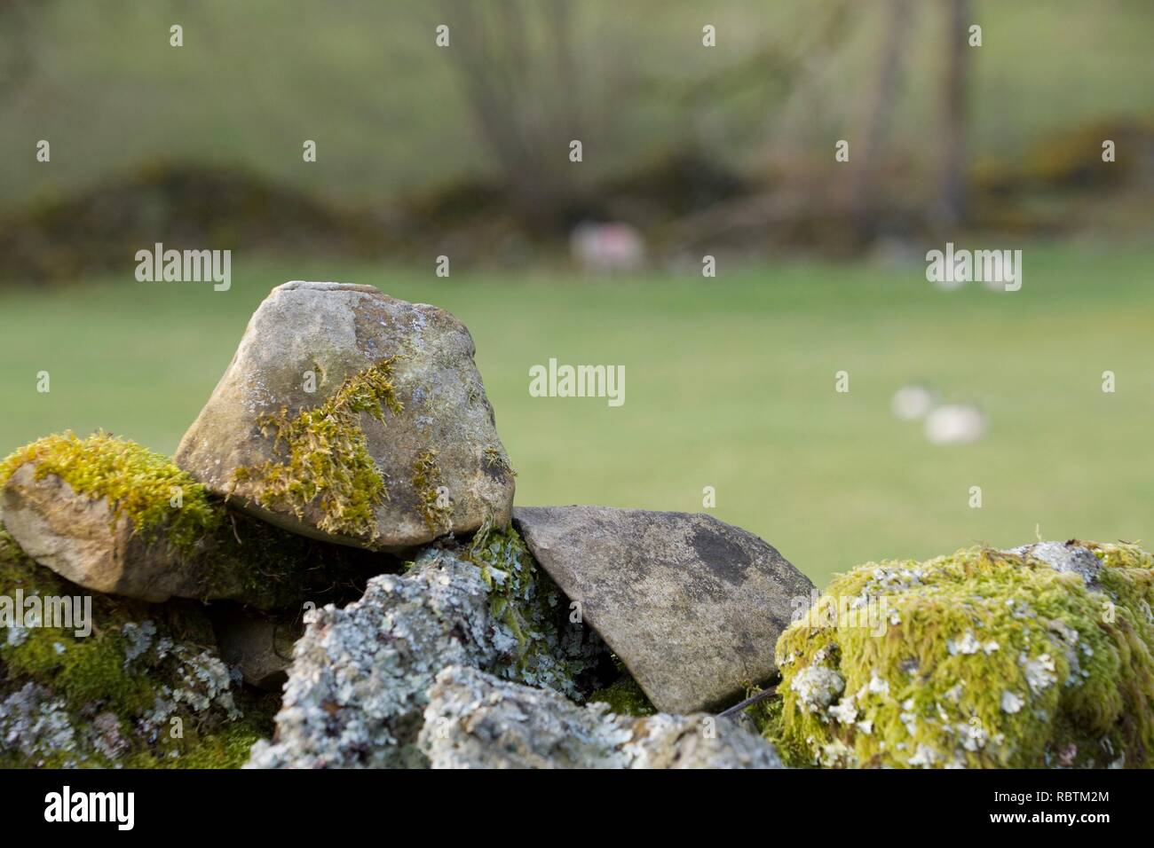 Messa a fuoco su un licheni e muschi ricoperta in pietra a secco nella parete nord dell'Inghilterra. Sfocata le pecore sono al di fuori della messa a fuoco nel campo in background Foto Stock
