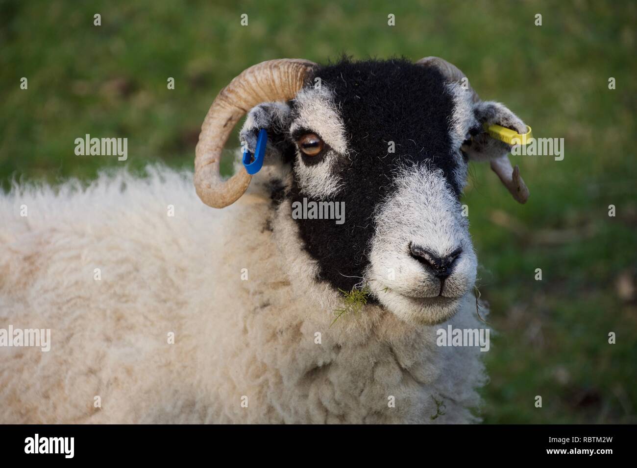 In prossimità della testa di un nero di fronte pecora con corna, masticare erba con qualche erba o moss appendere fuori della sua bocca Foto Stock