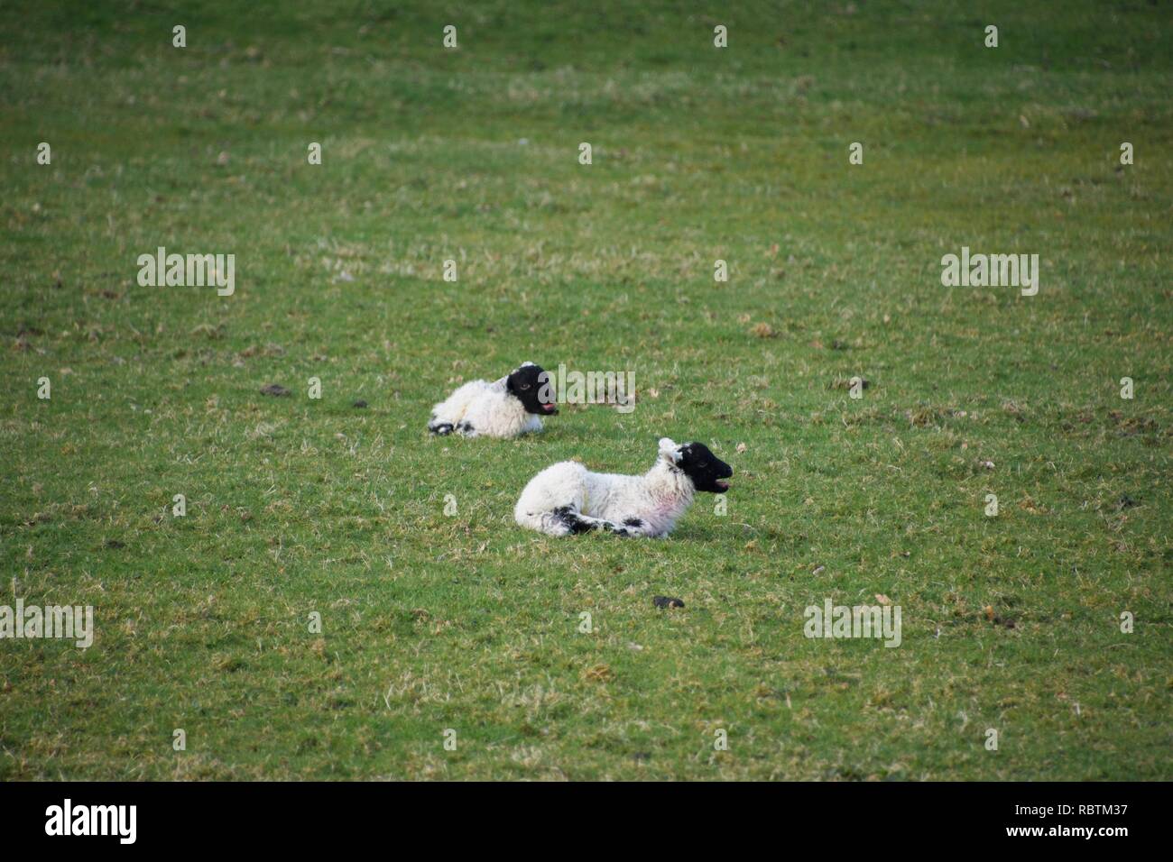 Due piccole nere di fronte gli agnelli in un campo. Baby pecore in primavera tempo seduti insieme all'aperto, uno di loro belati Foto Stock