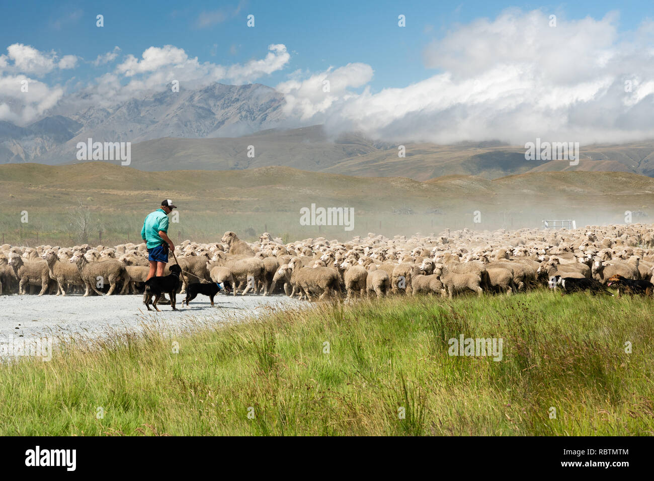 Radunare le pecore a Mid-Canterbury, South Island, in Nuova Zelanda. Foto Stock