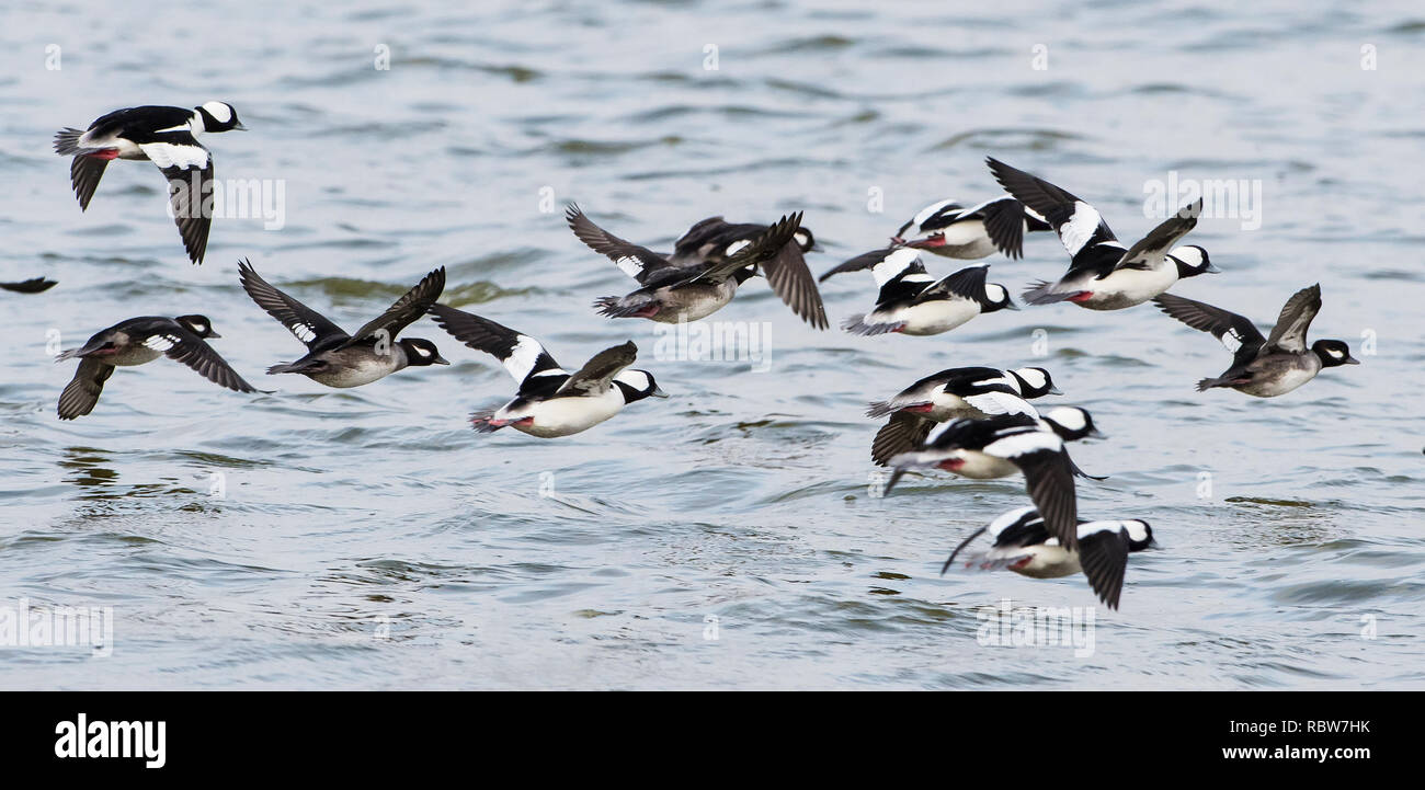Gregge di bufflehead anatre in volo su stagno di superficie Foto Stock