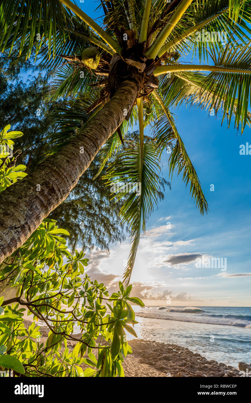 Palm tree con vegetazione e onde sulla spiaggia al tramonto sulla North Shore di Oahu, Hawaii Foto Stock