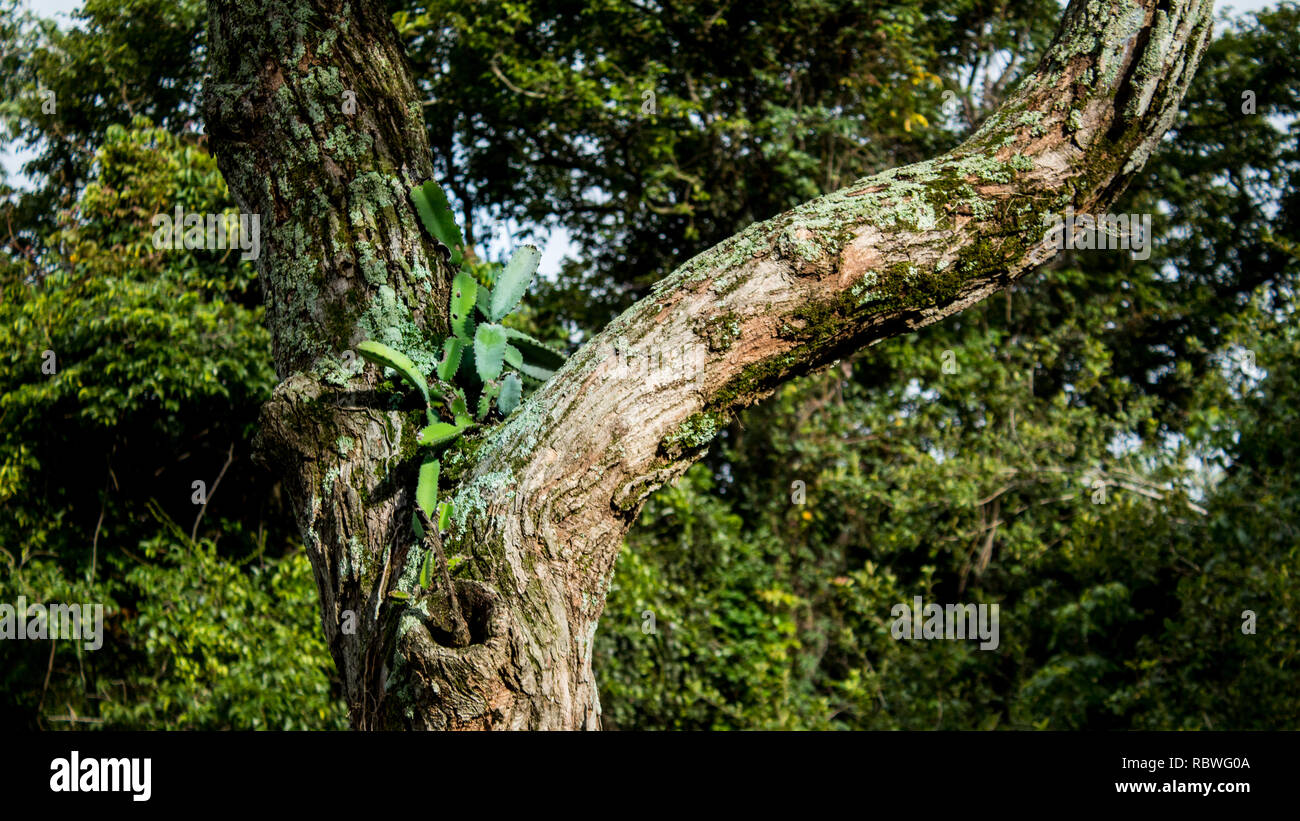 Una bella fotografia di un epifite su un vecchio albero in Tropical Costa Rica Foto Stock