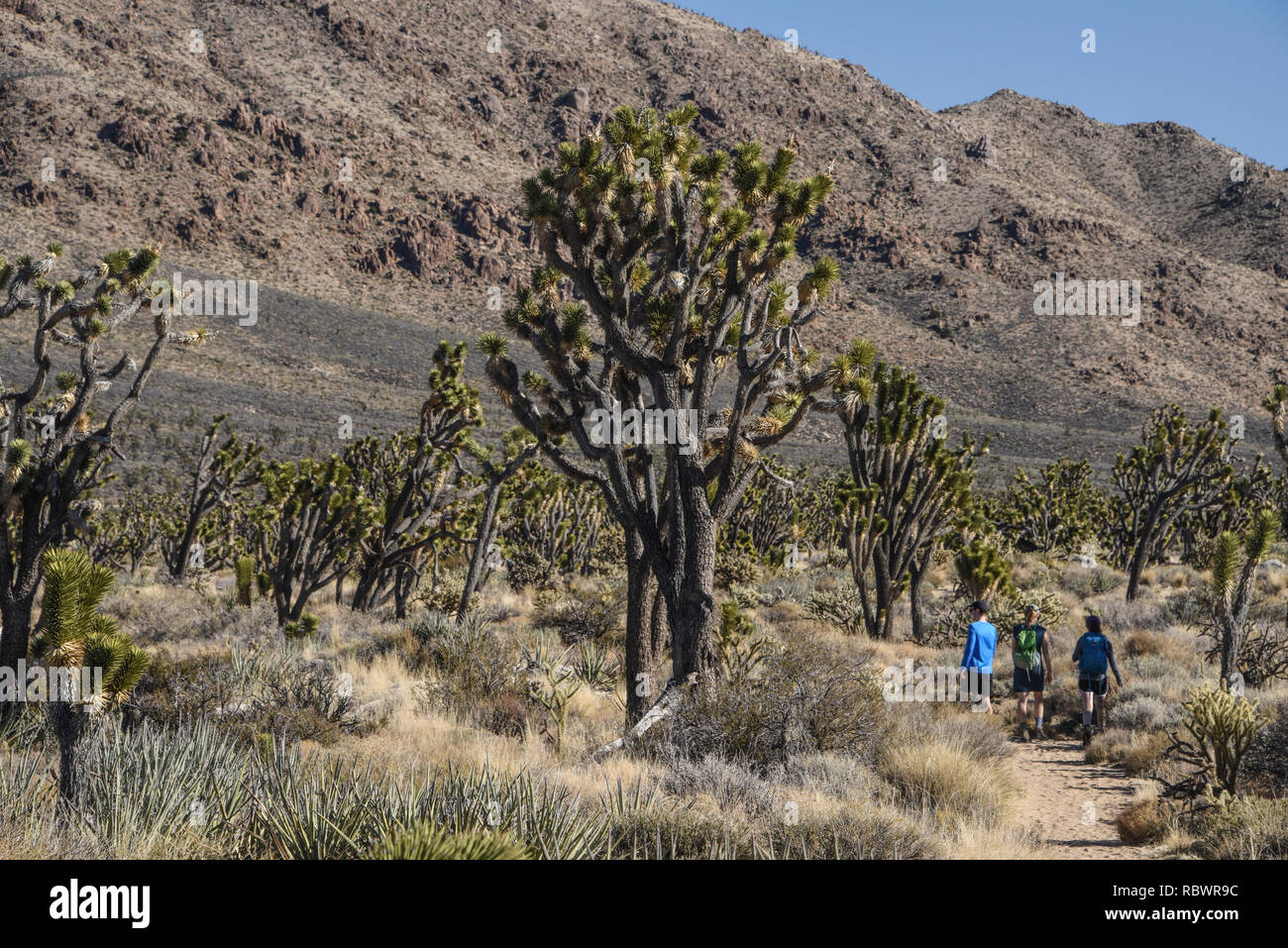 Teutonia Trail, Mojave National Preserve, California Foto Stock