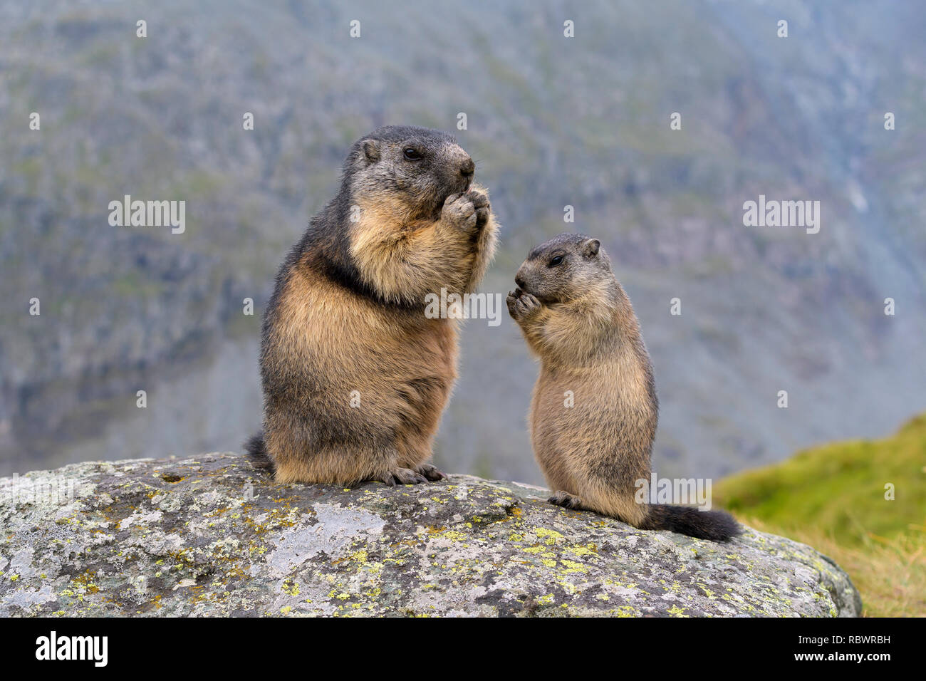 La marmotta alpina, Marmota marmota, adulti con giovani, Parco Nazionale degli Hohe Tauern, Austria Foto Stock
