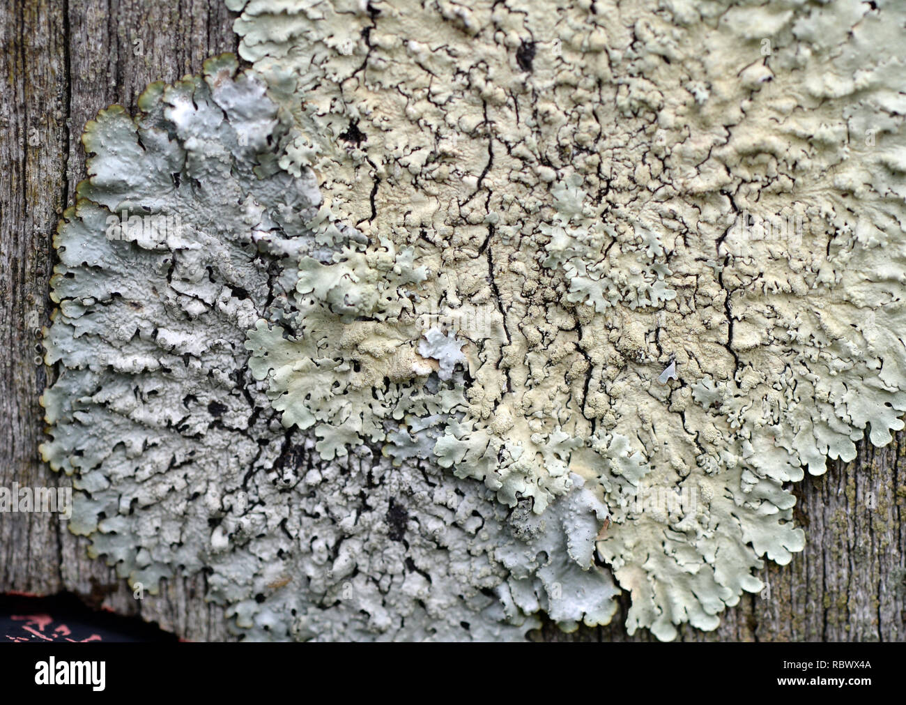 Il Lichen -Physcia caesia cresce su legno del tronco di albero utilizzato come bird perch e quindi ricchi di nutrienti si trova a bracciale Bay in Gower, Swansea Foto Stock