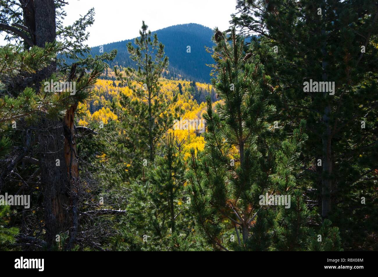 Abineau Trail è un ripido 1.800 piedi salire oltre due miglia fino alle pendici del San Francisco Peaks attraverso Abineau Canyon. Il sentiero incontra la linea di galleggiamento Trail in alto che può essere seguita verso il basso per portare la ganascia Trail per tornare al sentiero. Ciascuna gamba del loop è di circa due miglia lungo, più un 0.4 miglio percorso del connettore dal Sentiero di loop, per un totale di escursione ad anello di sette miglia. Il loop è uno dei la quintessenza dell'autunno escursioni in San Francisco Peaks. Aspens lungo tutte e tre le gambe dell'ansa spira oro e foglie che cadono tappeto il suolo della foresta e decorare le conifere. Un st Foto Stock