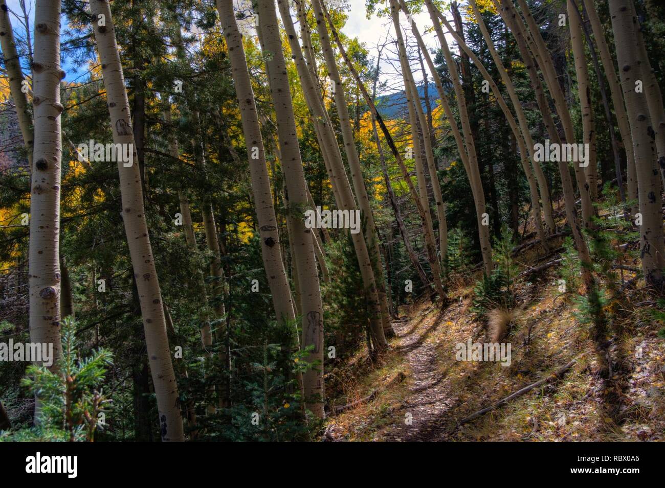 Abineau Trail è un ripido 1.800 piedi salire oltre due miglia fino alle pendici del San Francisco Peaks attraverso Abineau Canyon. Il sentiero incontra la linea di galleggiamento Trail in alto che può essere seguita verso il basso per portare la ganascia Trail per tornare al sentiero. Ciascuna gamba del loop è di circa due miglia lungo, più un 0.4 miglio percorso del connettore dal Sentiero di loop, per un totale di escursione ad anello di sette miglia. Il loop è uno dei la quintessenza dell'autunno escursioni in San Francisco Peaks. Aspens lungo tutte e tre le gambe dell'ansa spira oro e foglie che cadono tappeto il suolo della foresta e decorare le conifere. Un st Foto Stock