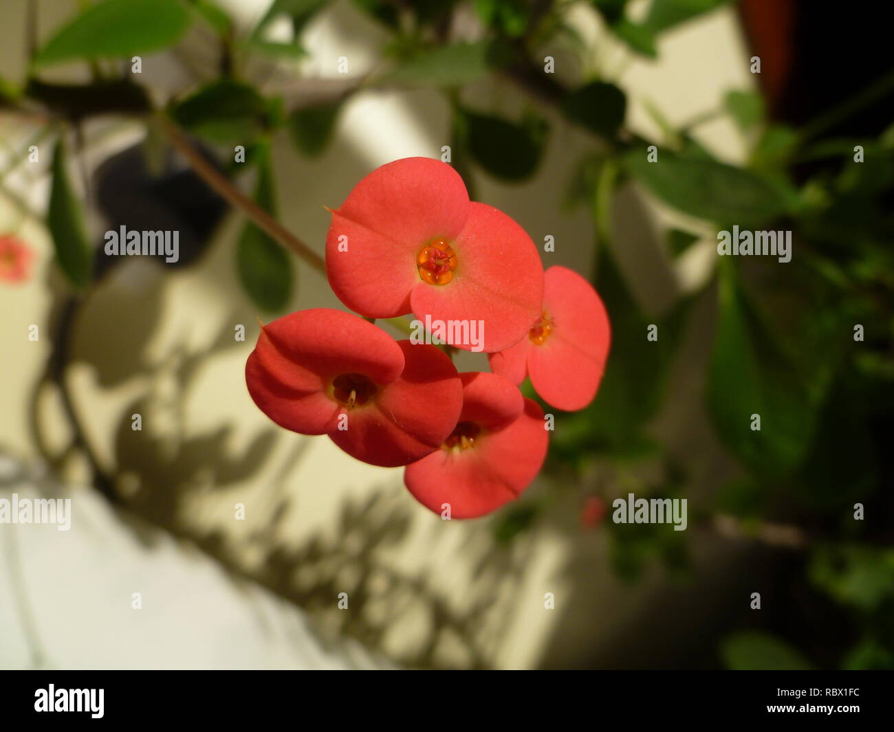 Euphorbia Mil fiore, la corona di spine fiore o Cristo Thorn flower Foto Stock
