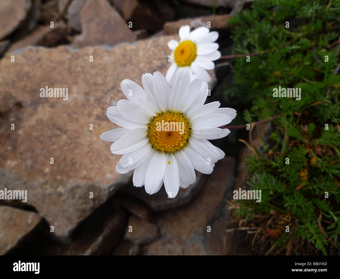 Forte crescita di Camomilla tra le pietre Daisy bianca fiore tra le pietre margherite crebbe in una fessura nella roccia. Bianco Fiori a margherita Foto Stock