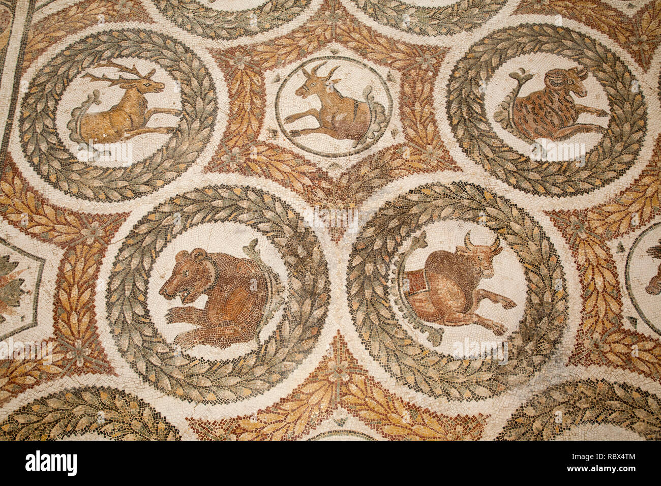 Sala Museo di mosaici romani, Bardo Museo Nazionale, Tunisi, Tunisia, Africa Foto Stock