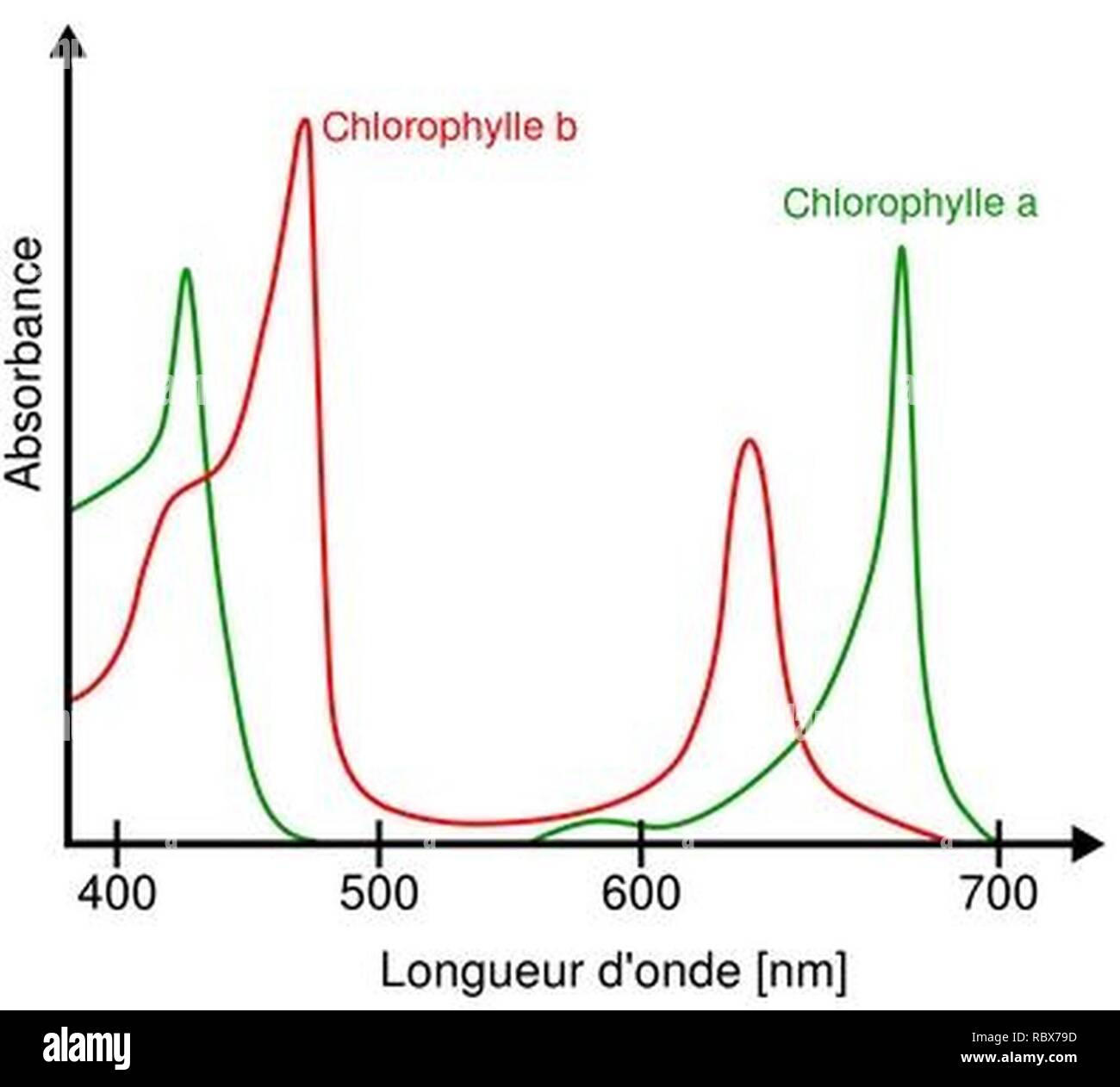Lo spettro di assorbimento della clorofilla a e b. Foto Stock