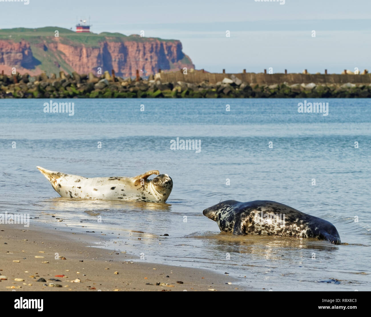 Due guarnizioni di colore grigio sulla spiaggia dell'Isola Helgoland, nel Mare del Nord tedesco e sullo sfondo la ripida rosso banca può essere visto Foto Stock