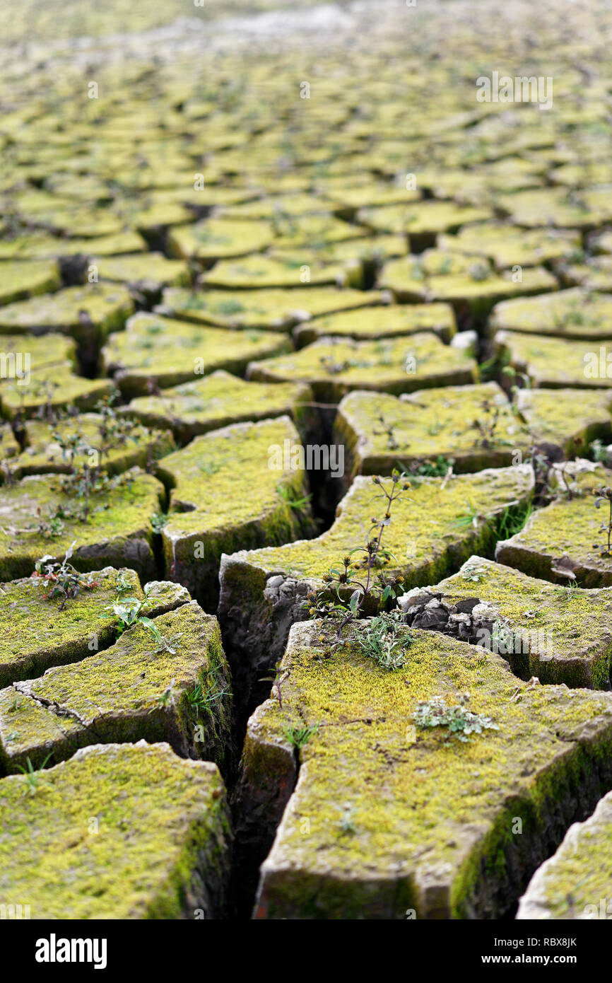 Close-up del fondo di un lago a secco, la terra ha suddiviso in grandi floes, piccole piante sono cresciuti, la secchezza è chiaramente visibile, conseguenza o Foto Stock