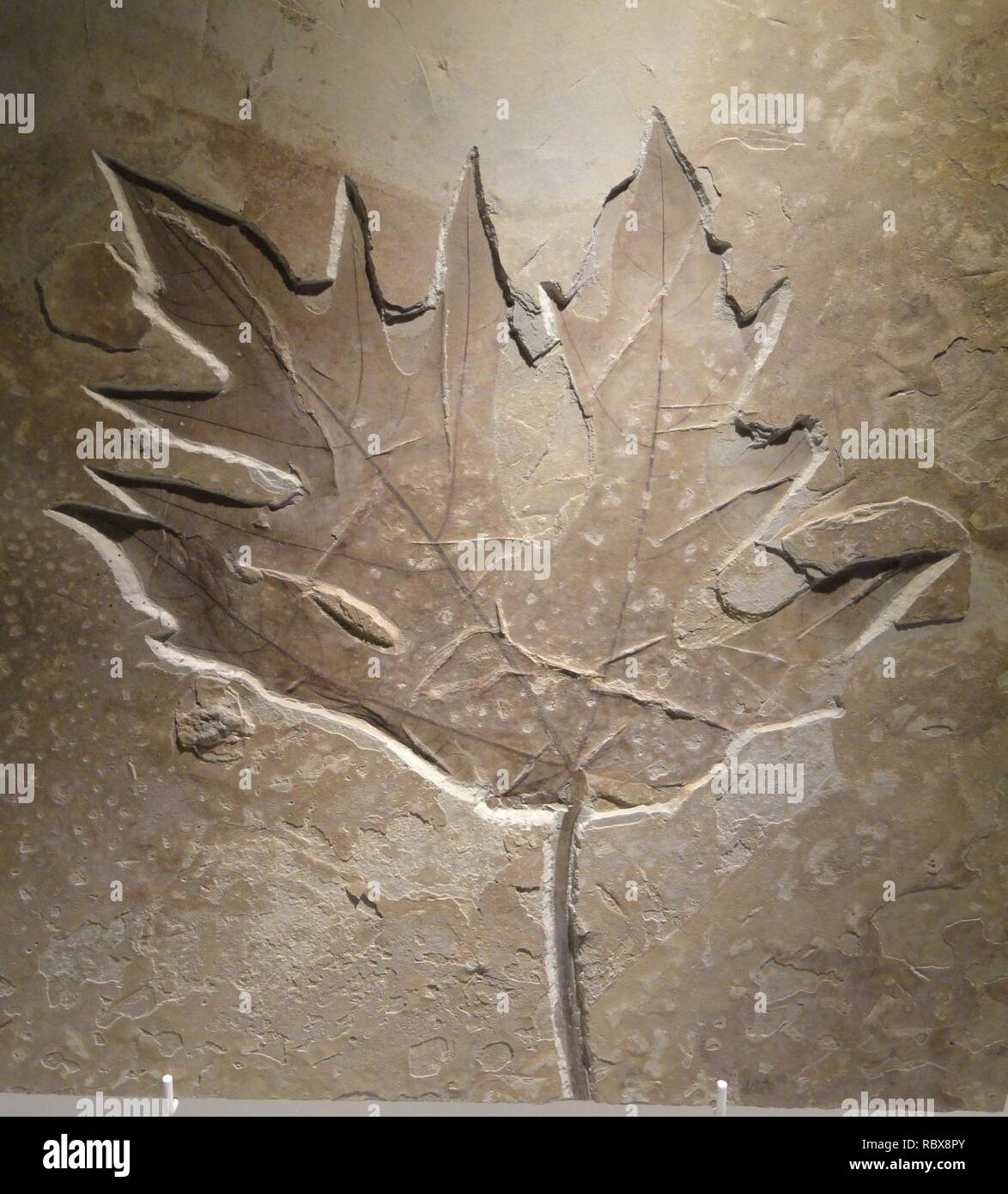 Acer foglia, Late Early Eocene, perso in età di cabina, Green River Formazione, Sud Bonanza, Unitah County, Utah, Stati Uniti d'America - Houston Museo di Scienze Naturali - DSC01942. Foto Stock