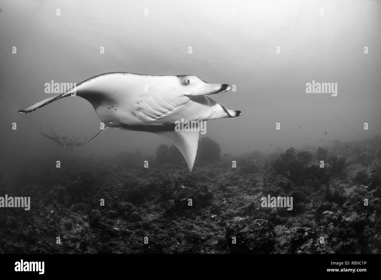 Mante dancing Foto Stock