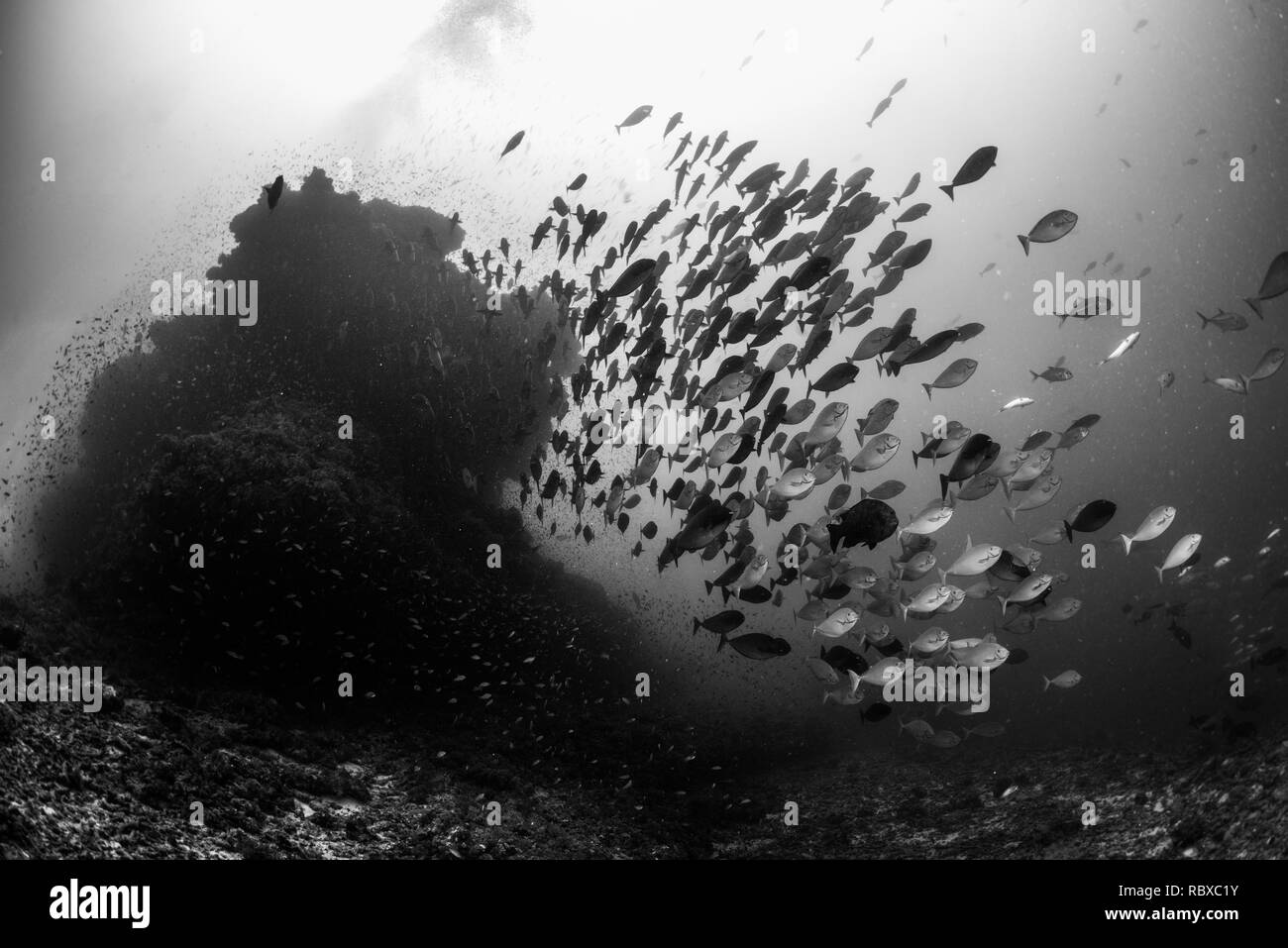 Scuola di pesce nella corrente Foto Stock