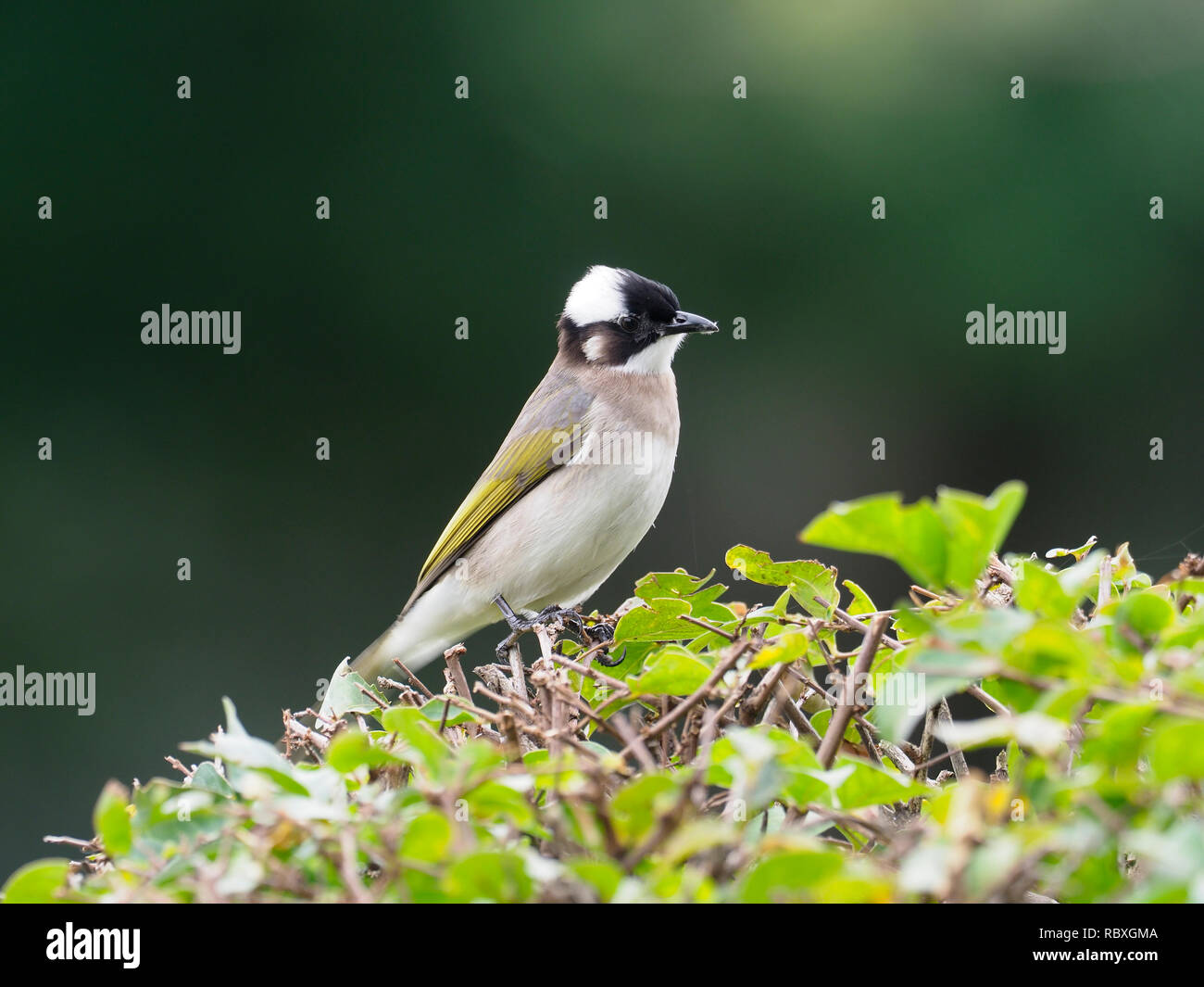 Bulbul cinese o luce-bulbul ventilato, Pycnonotus sinensis, singolo uccello sul ramo, Taiwan, Gennaio 2019 Foto Stock