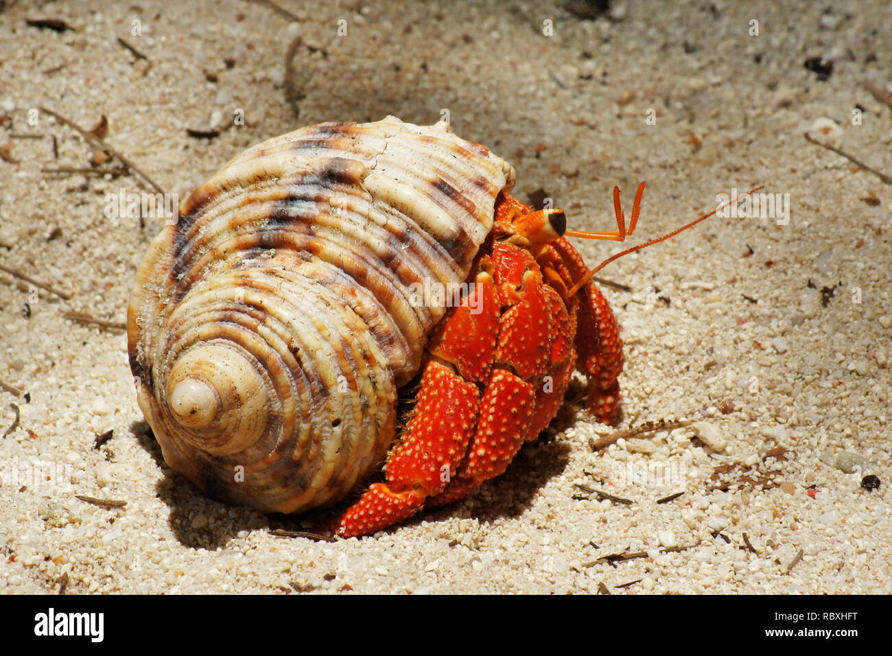 Close-up di un vivacemente colorati di rosso eremita granchi (Coenobitidae) portante una lumaca Guscio per la protezione sulla spiaggia - Posizione: Seychelles Foto Stock