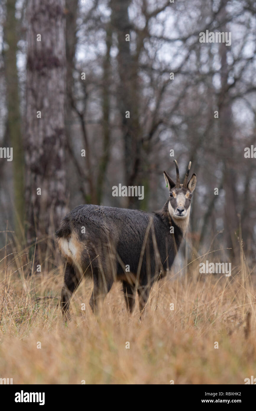 Il camoscio nel bosco Foto Stock