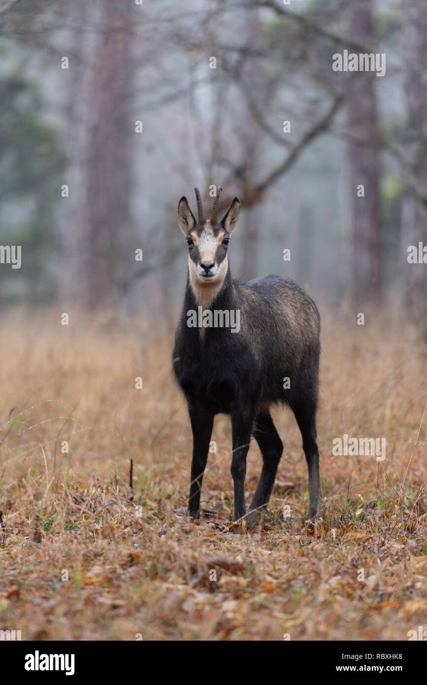 Il camoscio nel bosco Foto Stock