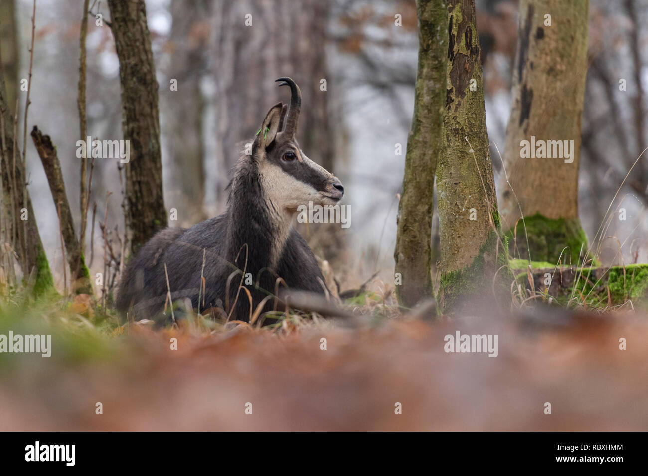 Il camoscio nel bosco Foto Stock