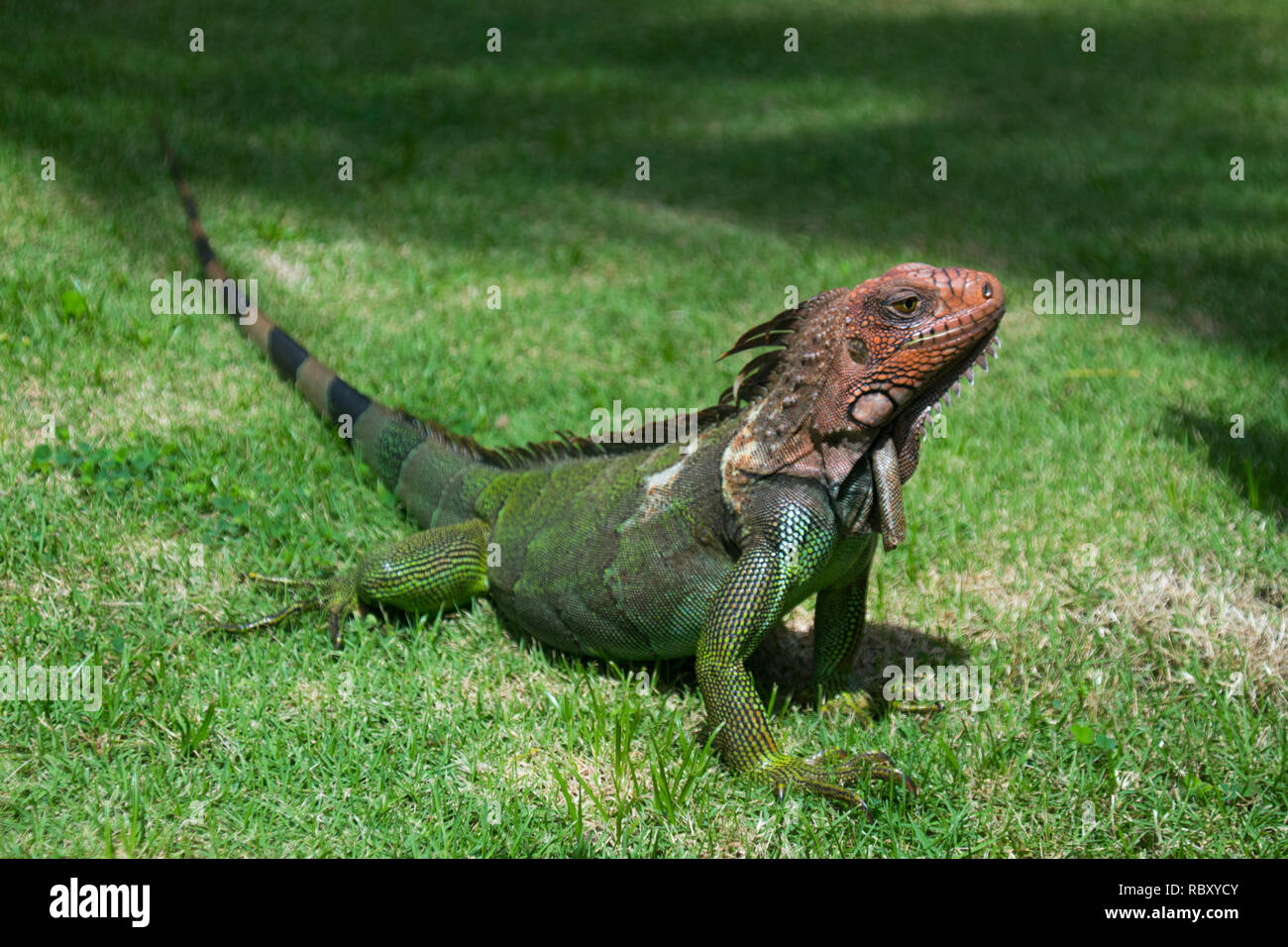 Un bel ritratto di un enorme e colorato iguana verde. Jaco, Costa Rica Foto Stock