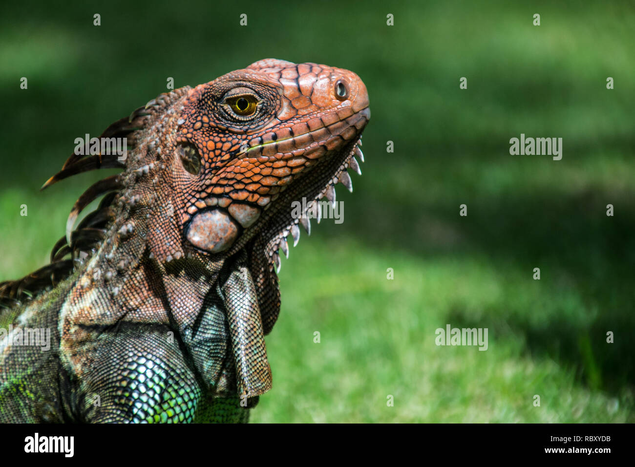 Un bel ritratto di un enorme e colorato iguana verde. Jaco, Costa Rica Foto Stock