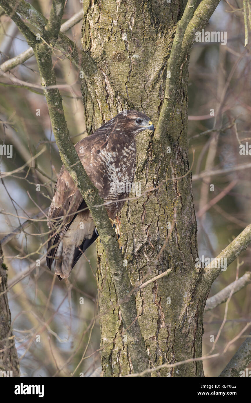 Mäusebussard, Mäuse-Bussard, Bussard, Buteo buteo, poiana, poiana, La Buse variable Foto Stock
