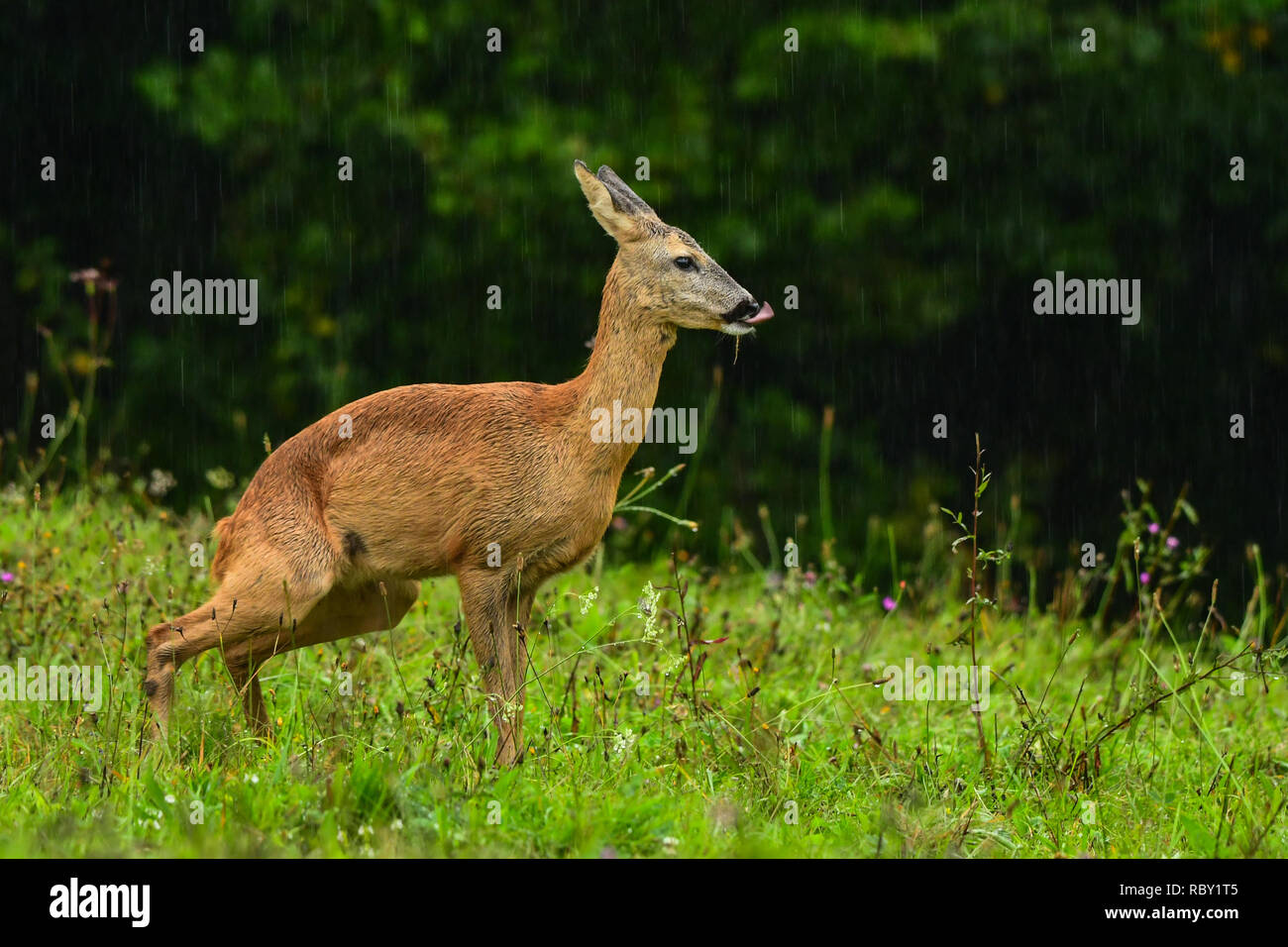 Il capriolo (Capreolus capreolus) sul prato in una pioggia Foto Stock