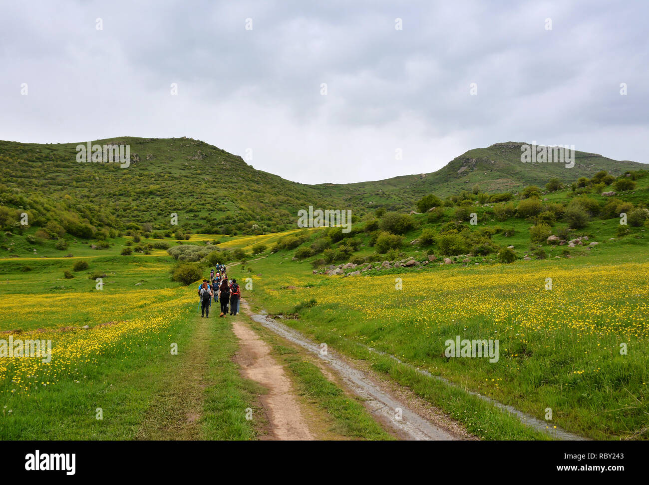 Nuvoloso paesaggio estivo in Armenia. Gli escursionisti attraverso un prato ricoperto con un po' di fiori gialli, montagne con la foresta, nuvole di pioggia. Foto Stock